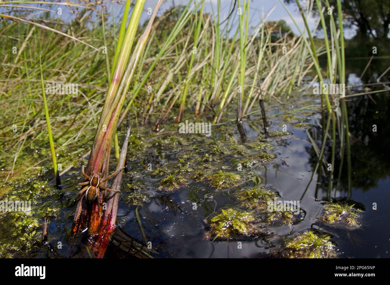 Gerillte Jagdspinne, gerillte Jagdspinne, andere Tiere, Spinnen, Arachniden, Tiere, Raubspinnen, Schaftspinnen (Dolomedes fimbriatus), Erwachsene Stockfoto