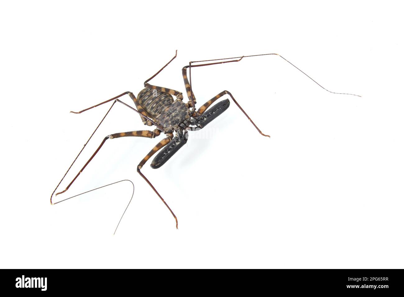 Flagellatspinne, Flagellatspinne, andere Tiere, Tiere, Arachniden, Tansanian Giant Tailless Whip Scorpion (Damon Diadema), Erwachsener Stockfoto