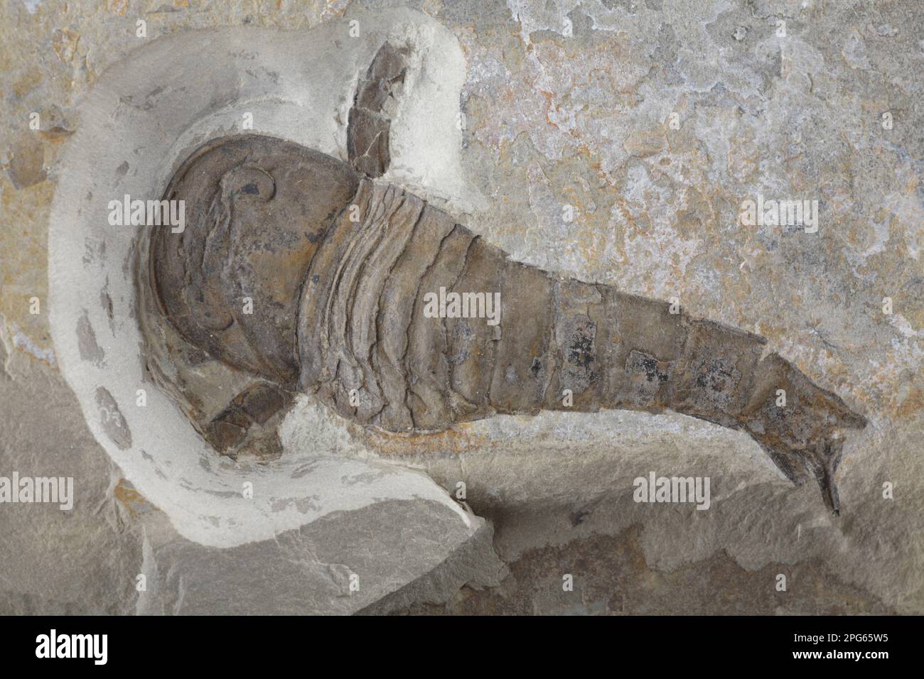 Skorpion, Skorpion, Skorpion, Skorpion, Sonstige Tiere, Tiere, Arachniden, Fossilseeskorpion (Eurypterid sp.) Stockfoto