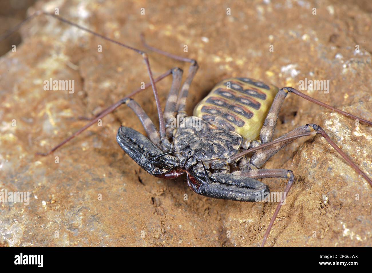 Variegierter schwanzloser Whip whipscorpion (Damon variegatus), weiblich, auf Felsen, Naturschutzgebiet Balule, Provinz Limpopo, Südafrika Stockfoto