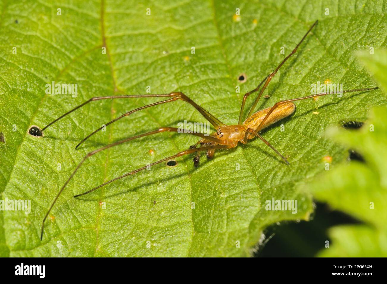 Common Stretch Spider (Tetragnatha extensa), männlich, ausgewachsen über Nesselblätter, Rye Meads RSPB Reserve, Hertfordshire, England, Vereinigtes Königreich Stockfoto