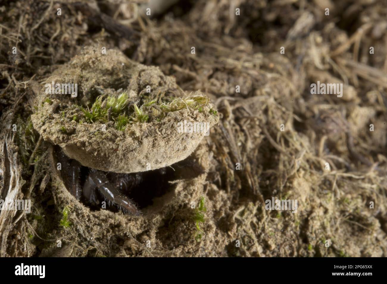 Moggridges Falltür-Spider (Cteniza moggridgei), UnterErwachsener, in der Höhlenrampe, Ligurien, Italien Stockfoto