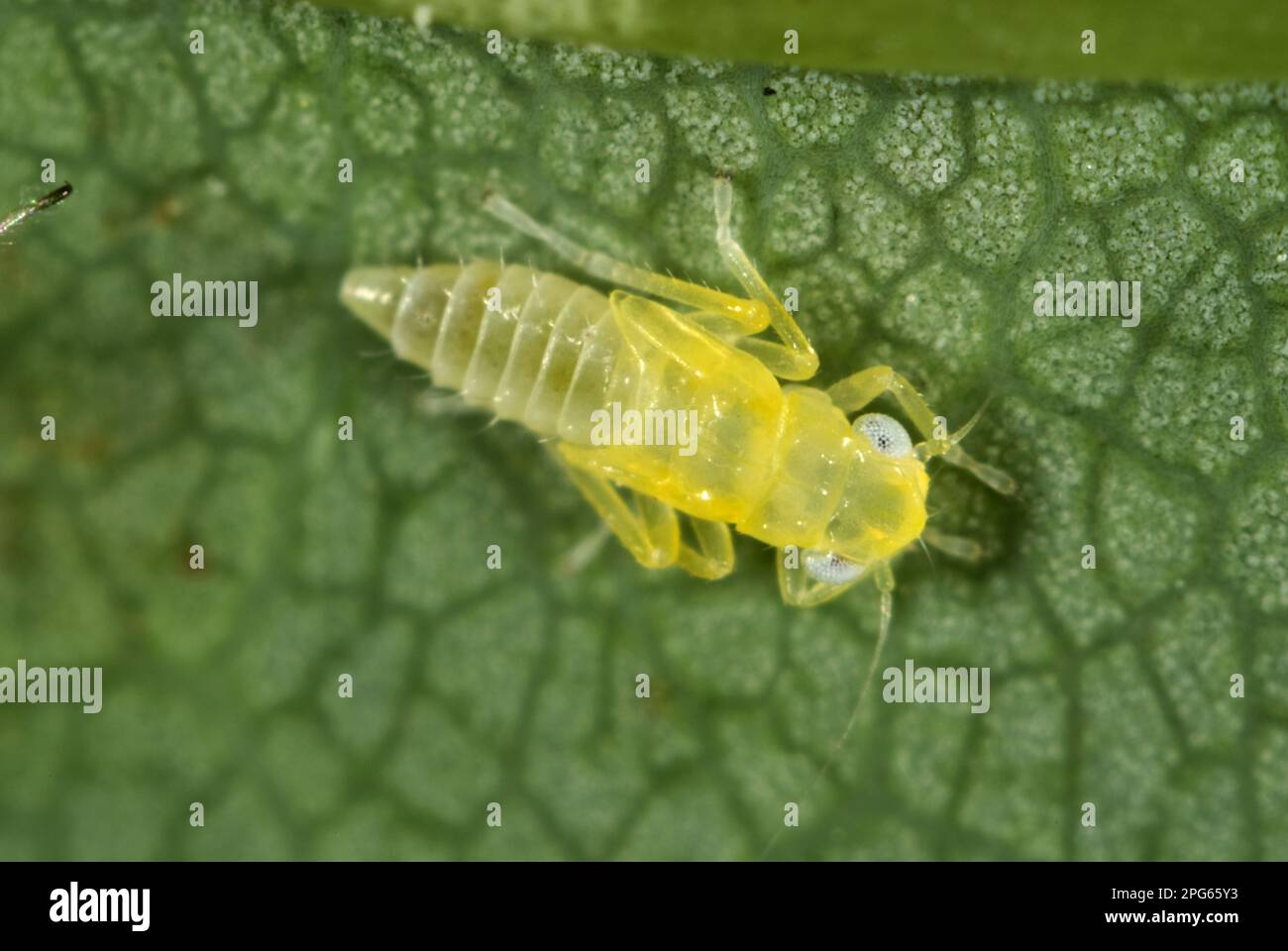 Bergahorn Leafhopper, Edwardsiana Nigroloba, Nymphe an der Unterseite eines Blattes Bergahorn Stockfoto