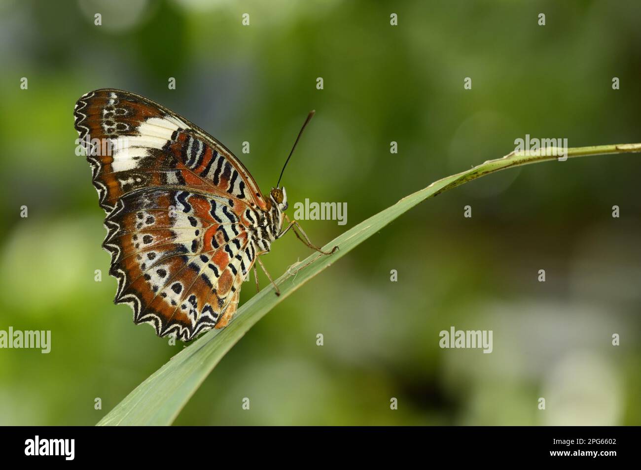 Sonstige Tiere, Insekten, Schmetterlinge, Tiere, Orange Lacewing (Cethosia penthesilea), ausgewachsen, ruhend in Queensland, Australien Stockfoto