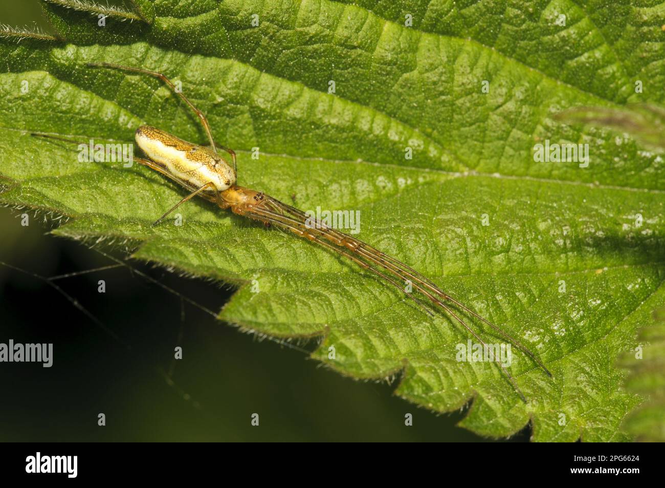 Gewöhnliche Stretch-Spinne (Tetragnatha extensa), Erwachsene, ruht auf einem Blatt mit Stinging Nettle (Urtica dioica), Rye Meads RSPB Reserve, Hertfordshire, England Stockfoto