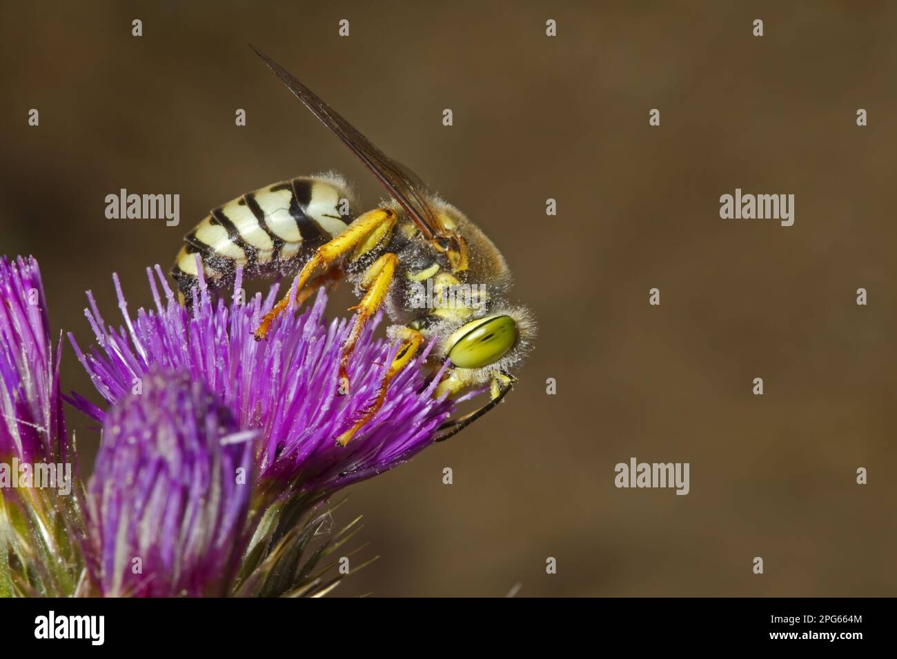 Sandwaschmittel (Bembix rostrata), Erwachsene, Fütterung von Distelblume, Castilla y Leon, Spanien Stockfoto