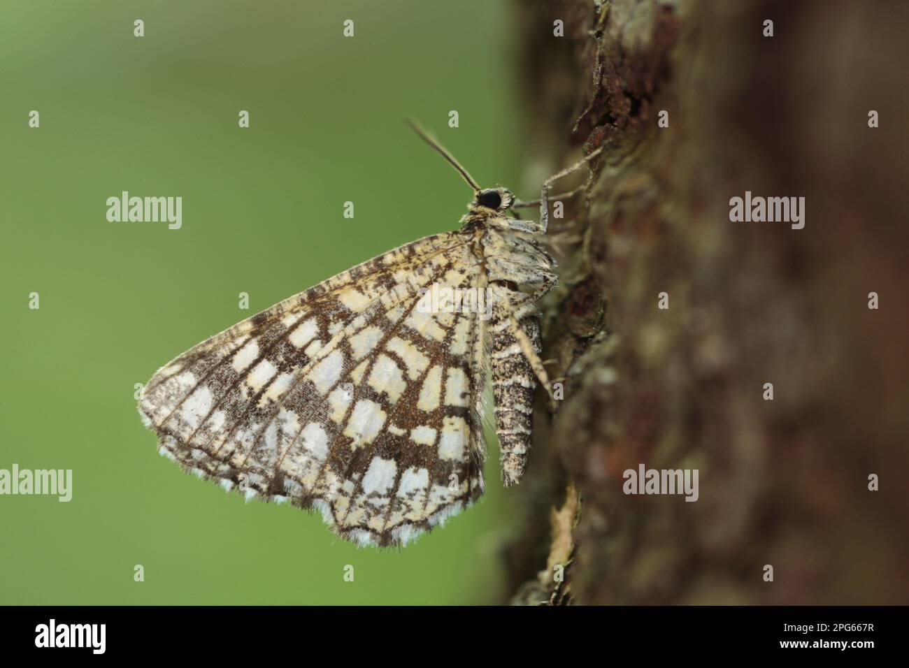 Lattisierte Heide (Chiasmia clathrata), Erwachsene, ruht auf Baumstamm, Pyrenäen, Ariege, Frankreich Stockfoto