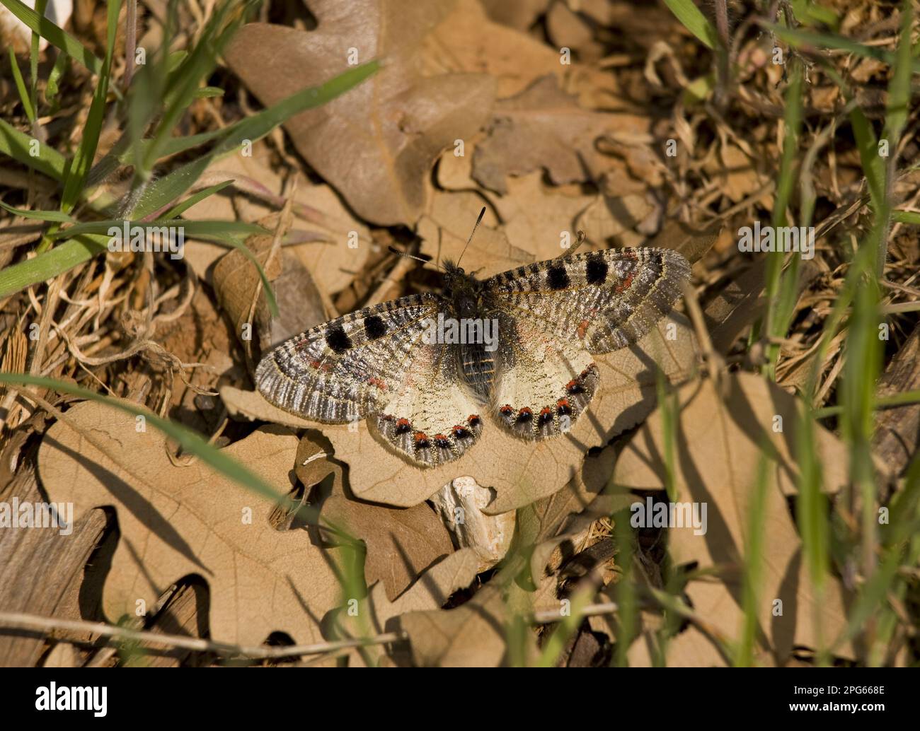 Falscher Apollo (Archon Apollinus), osterlucia pollo, falscher apollo, falsche Apollos, osterlucia pollo, Griechischer Apollo, andere Tiere, Insekten Stockfoto