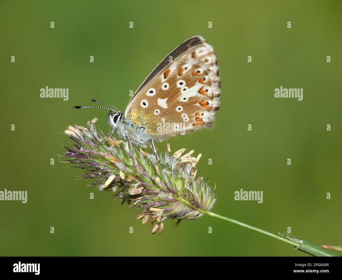 Northern Brown Argus (Aricia artaxerxes), Erwachsener, ruht auf Grasblütenkopf, Formazza-Tal, Italienische Alpen, Piemont, Norditalien Stockfoto