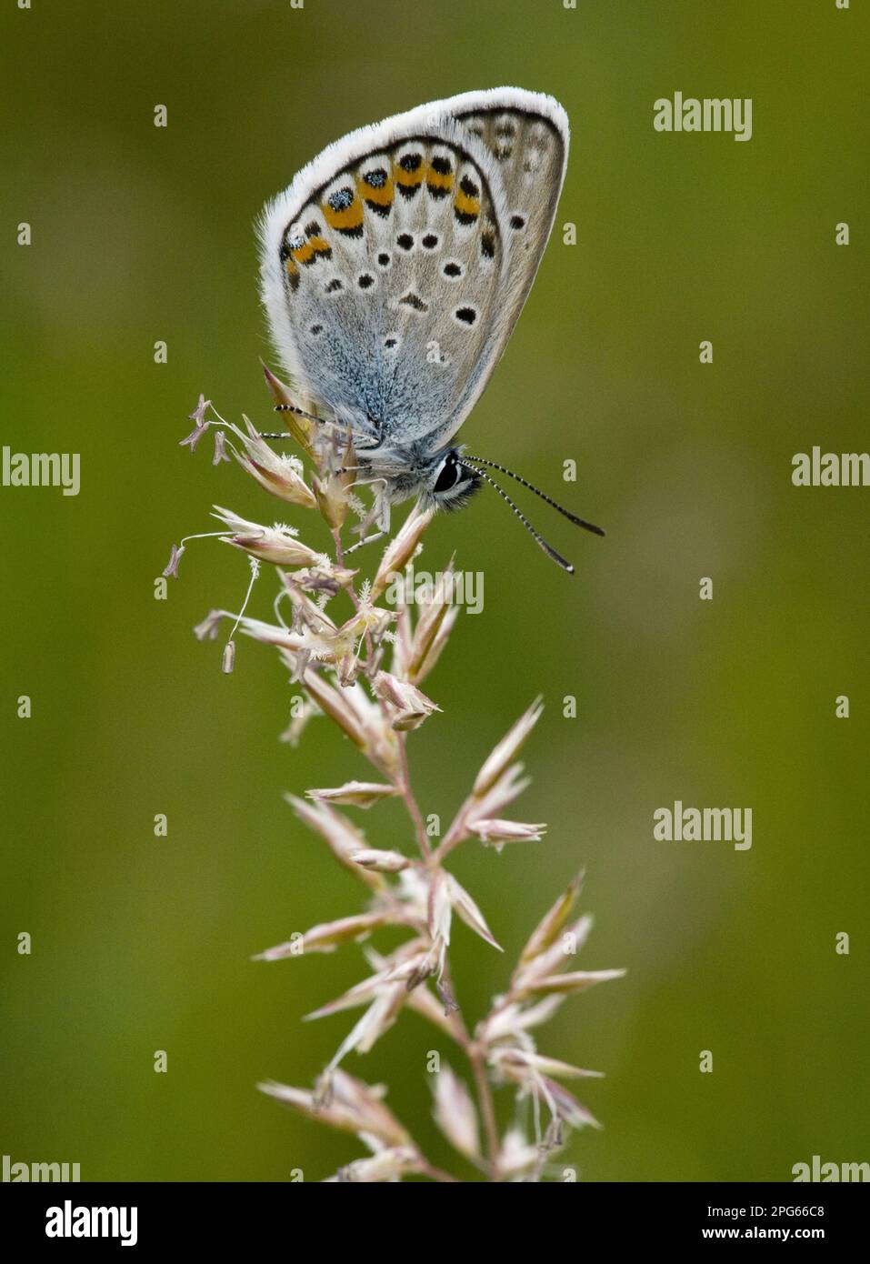 White Clover Blue, Argus Blue, Silberbesatz Blues (Plebejus argus), Argus Blue, andere Tiere, Insekten, Schmetterlinge, Tiere, silberne Blau Stockfoto