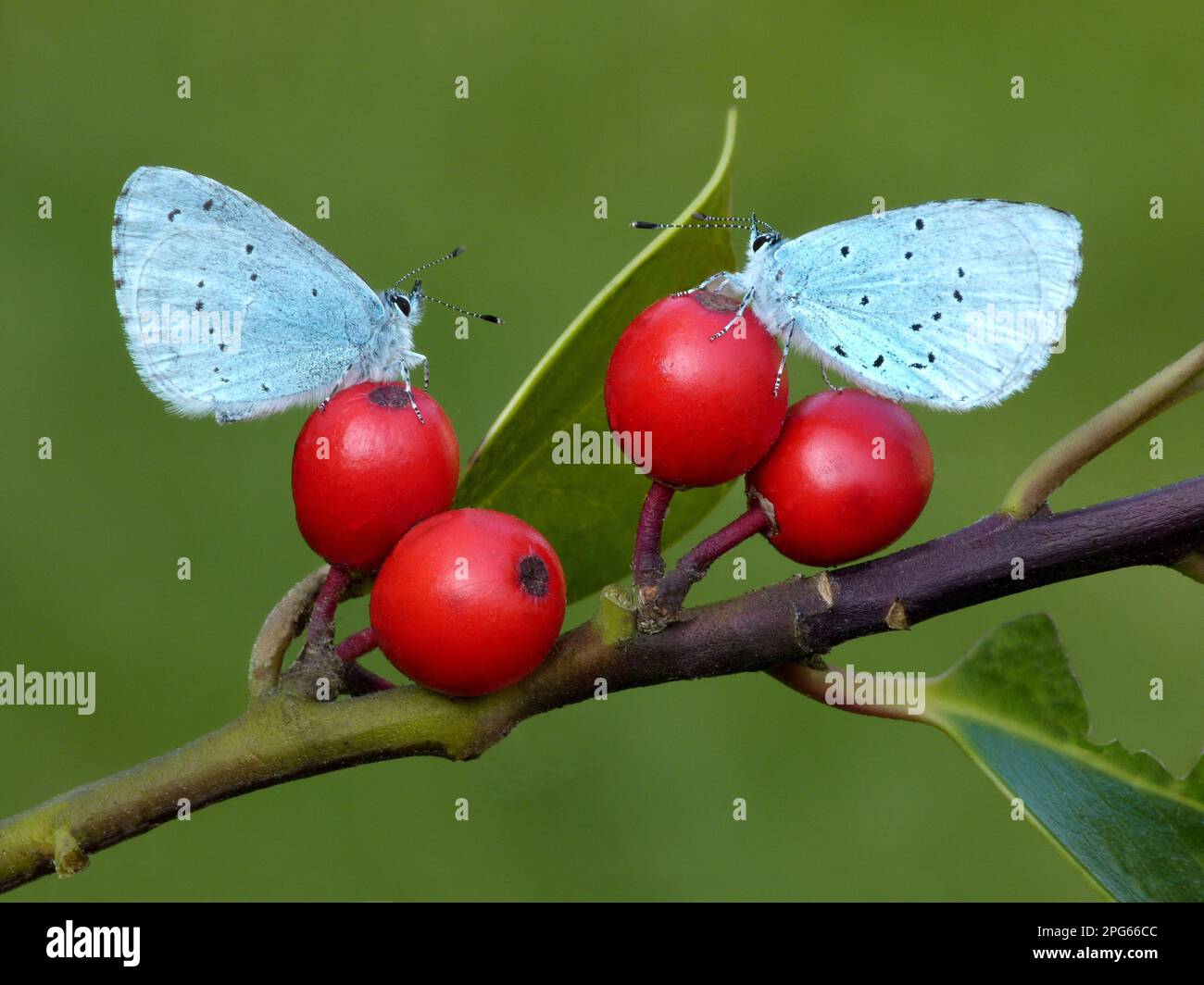Holly Blue (Celastrina argiolus), zwei Erwachsene, die sich auf European Holly (Ilex aquifolium) Beeren, Leicestershire, England, Vereinigtes Königreich, ruhen Stockfoto