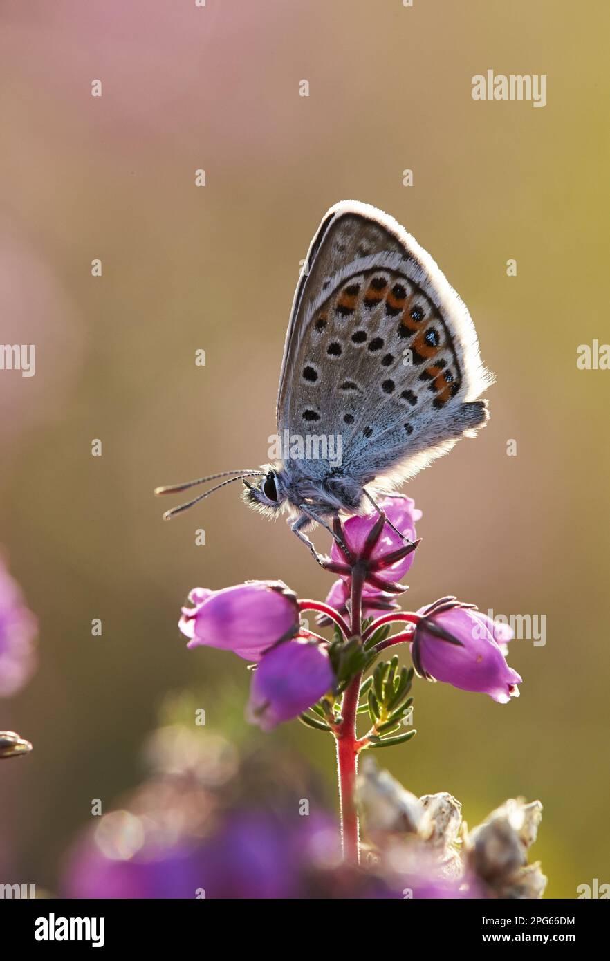 Silberbesetzter, silberbesetzter blauer (Plebejus argus) Erwachsener, der sich auf Blüten von Glockenheather (Erica cinerea), Shropshire, England, Vereinigtes Königreich ruht Stockfoto