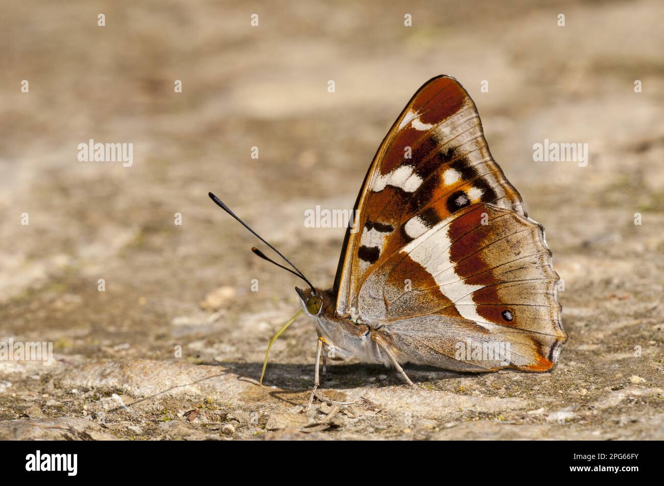 Purple Emperor (Apatura Iris), männlicher Erwachsener, der Mineralien von Sandweg trinkt, Lady Wood, Northamptonshire, England, Vereinigtes Königreich Stockfoto