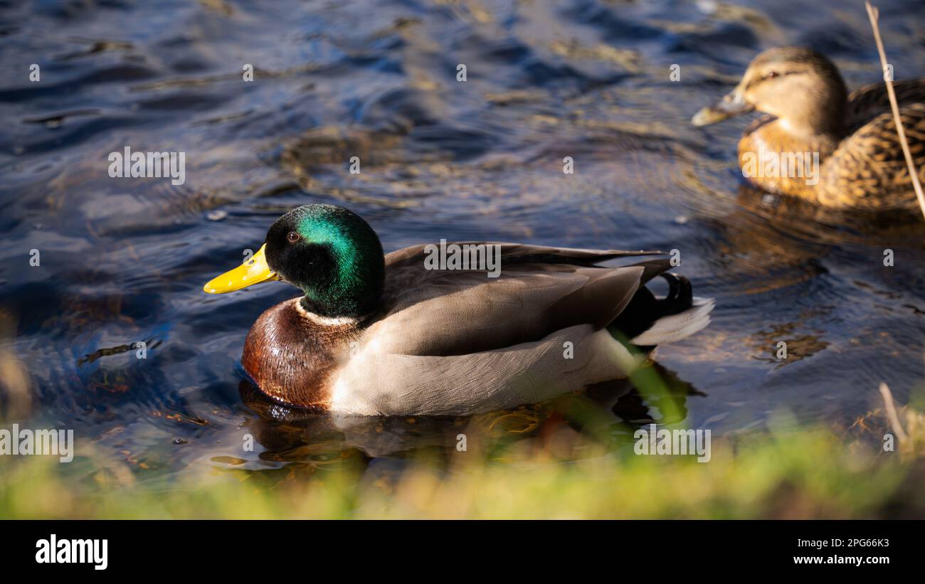 Entenpaar steht im Wasser. 2 Enten schwimmen im Wasser Stockfoto