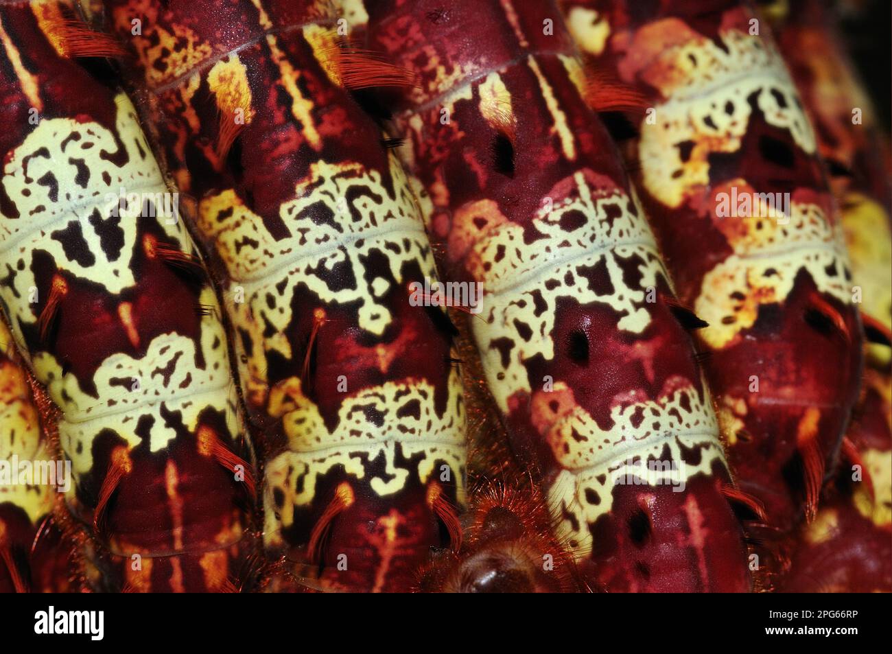 Raupen des Morpho-Schmetterlings (Morpho telemachus), Nahaufnahme der Aggregation, Muster auf der Rückseite, Alta Floresta, Mato Grosso, Brasilien Stockfoto