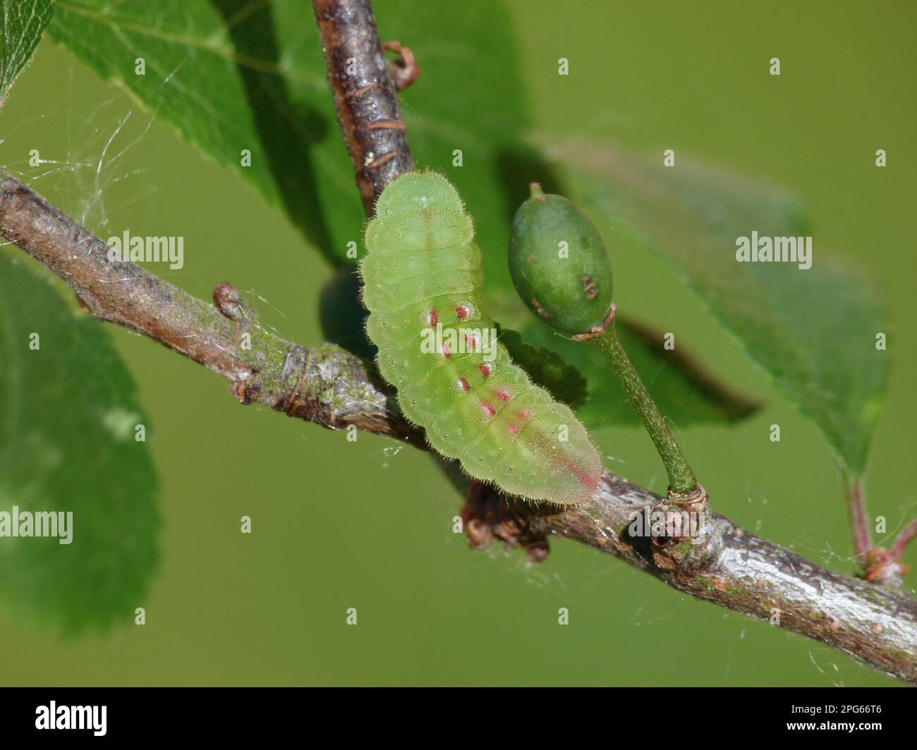 Schwarzhaarige Raupe (Satyrium pruni), auf Sanddorn (Prunus spinosa) - Larvenlebensmittelpflanze, England, Vereinigtes Königreich Stockfoto