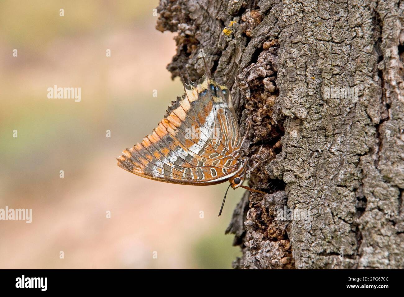 Zweischwanzpascha (Charaxes jasius), Erwachsener, Fütterung von Baumstamm, Extremadura, Spanien Stockfoto