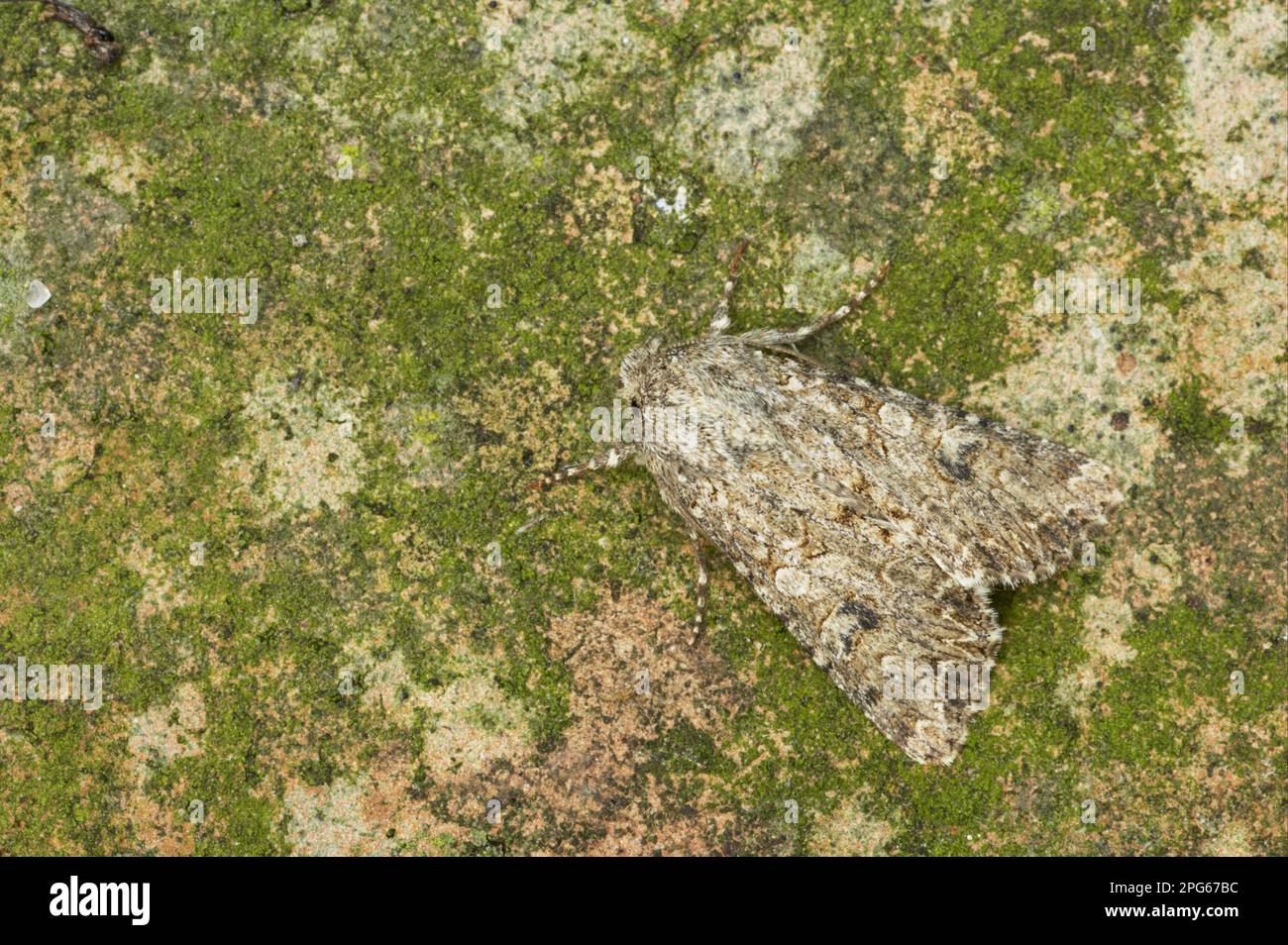 Muskatnuss (Hadula trifolii) adulte, getarnte, Essex, England, Vereinigtes Königreich Stockfoto