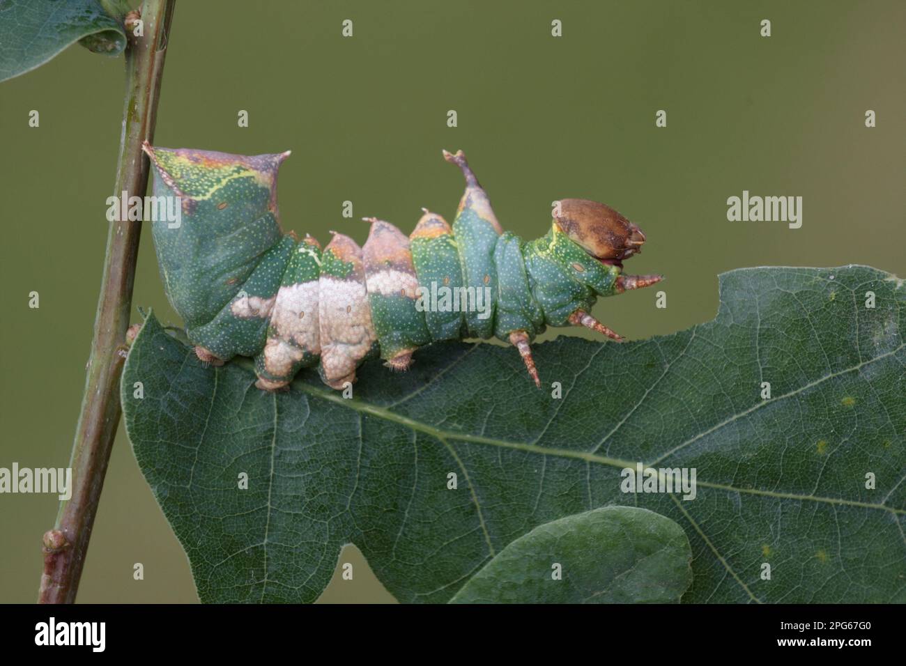 Tawny prominent (Harpyia milhauseri) Raupe, Fütterung von Gemeinen Eichenblättern (Quercus robur), Italien Stockfoto