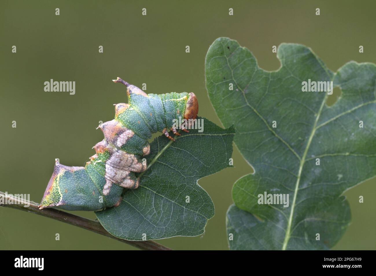 Pergamentmotte, Tawny prominent (Harpyia milhauseri), Notodontidae, Insekten, Motten, Schmetterlinge, Tiere, andere Tiere, Tawny prominente Raupe Stockfoto