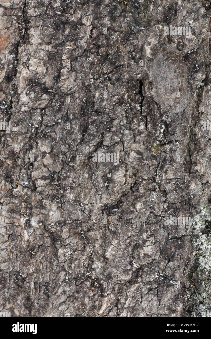 Tawny prominent (Harpyia milhauseri) Pupalfall, getarnt auf Eichenrinde, Italien Stockfoto