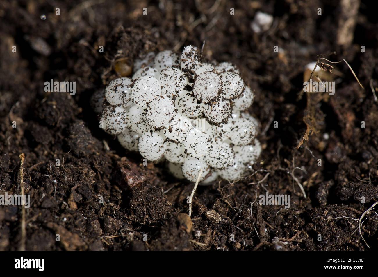 Eier der Gartenschnecke (Helix aspersa) im Boden Stockfoto