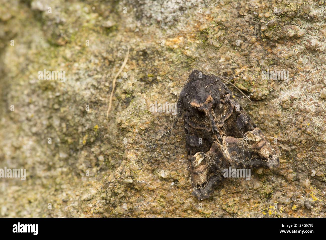 Gelbe gepunktete Waldeule, violette Waldeule, Gelbe gepunktete Waldeule, violette Waldeule, Insekten, Motten, Schmetterlinge Stockfoto