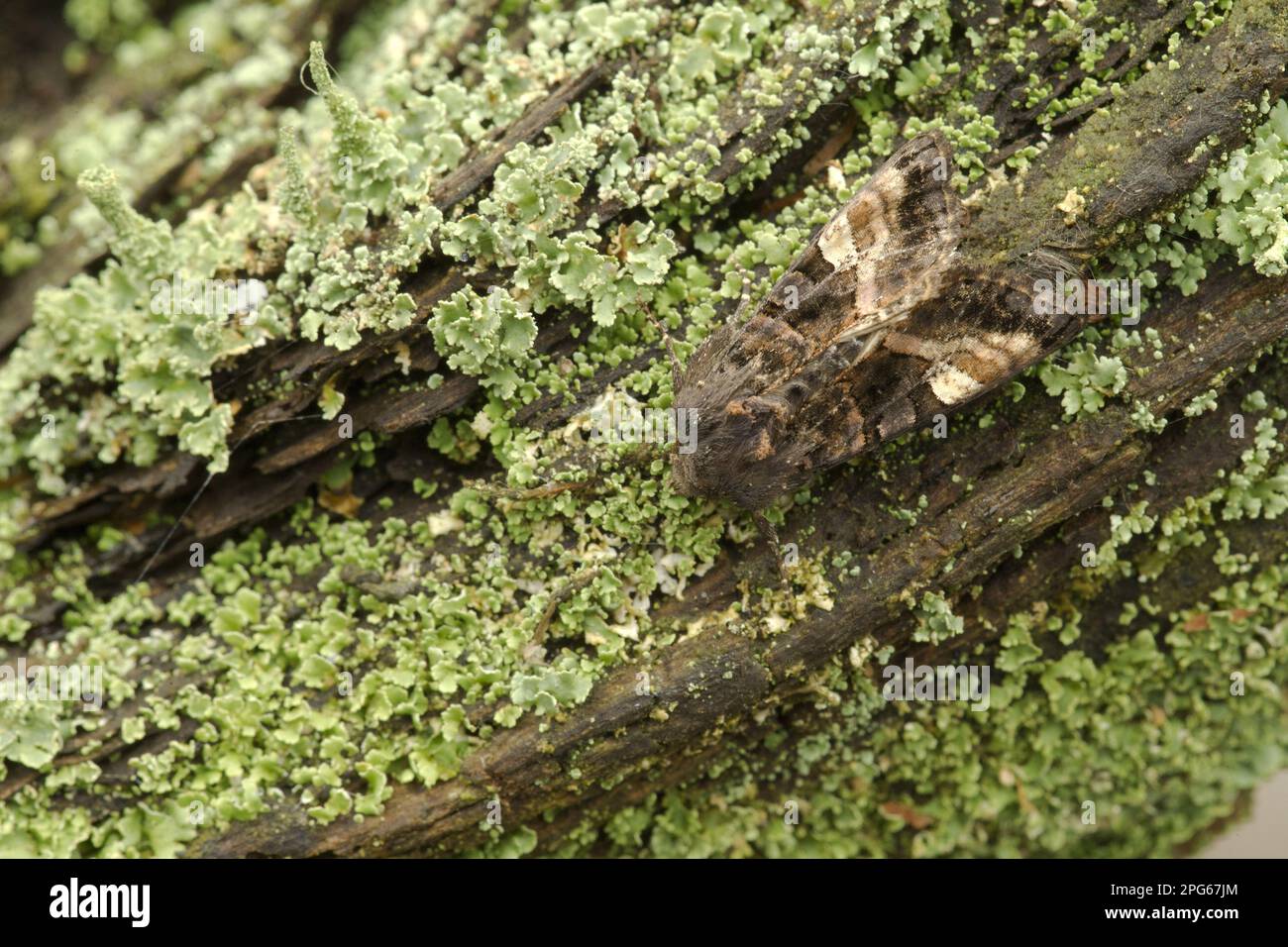 Waldeule Mit Gelbem Punktmuster, Violette Lanzeneule, Gelbe Lanzeneule, Violette Lanzeneule, Insekten, Motten, Schmetterlinge, Tiere, Andere Tiere Stockfoto