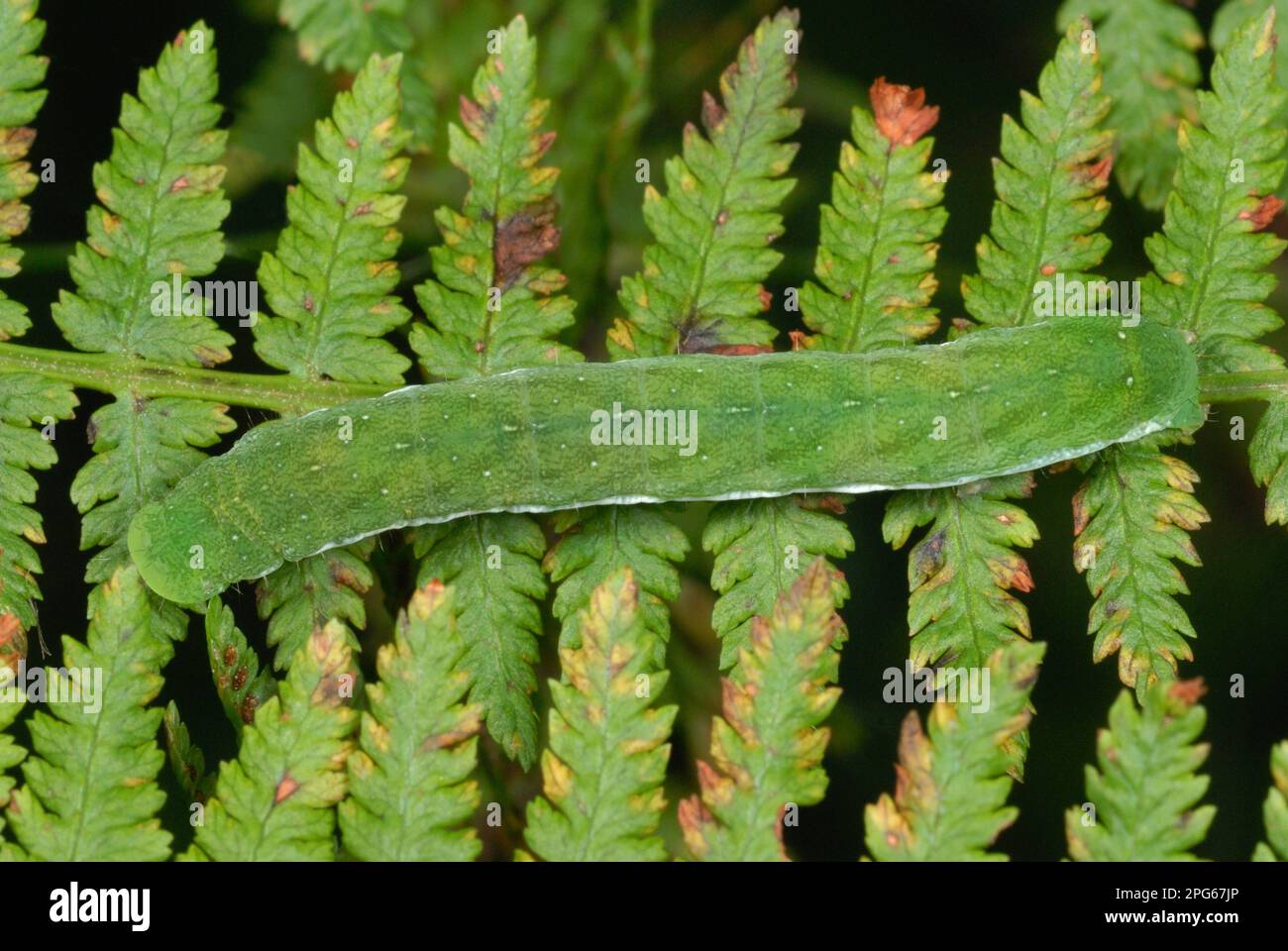 Kleine Winkelschattierungen (Euplexia lucipara) Raupe, auf Bracken (Pteridium aquilinum) Frond in uralten Wäldern, Gelli Hir Naturschutzgebiet, Gower Stockfoto