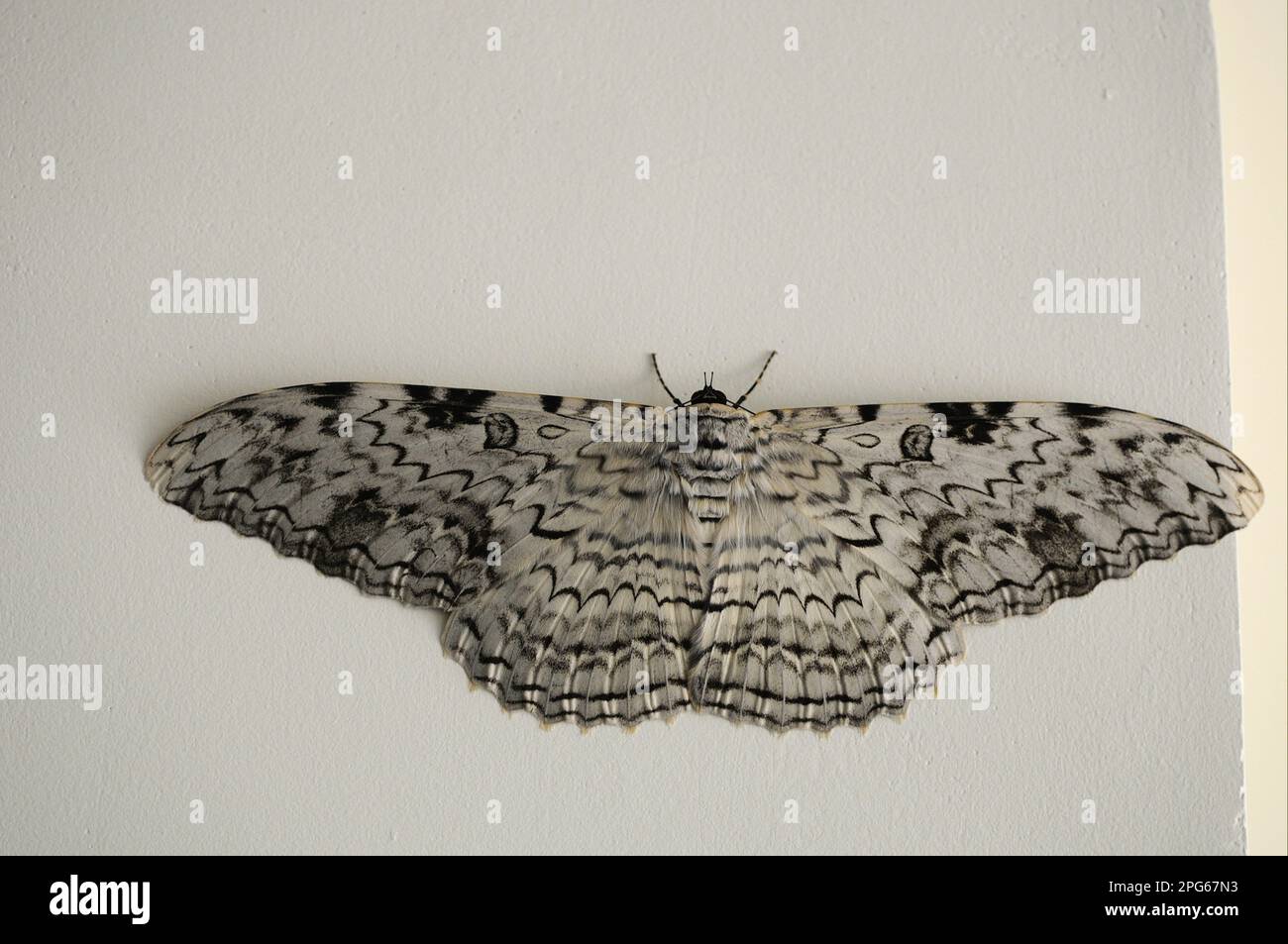 Geistermotte (Thysania agrippina), Erwachsene, ruht an der Wand, größte Motte der Welt gemessen an Wingspan, Alta Floresta, Mato Grosso, Brasilien Stockfoto