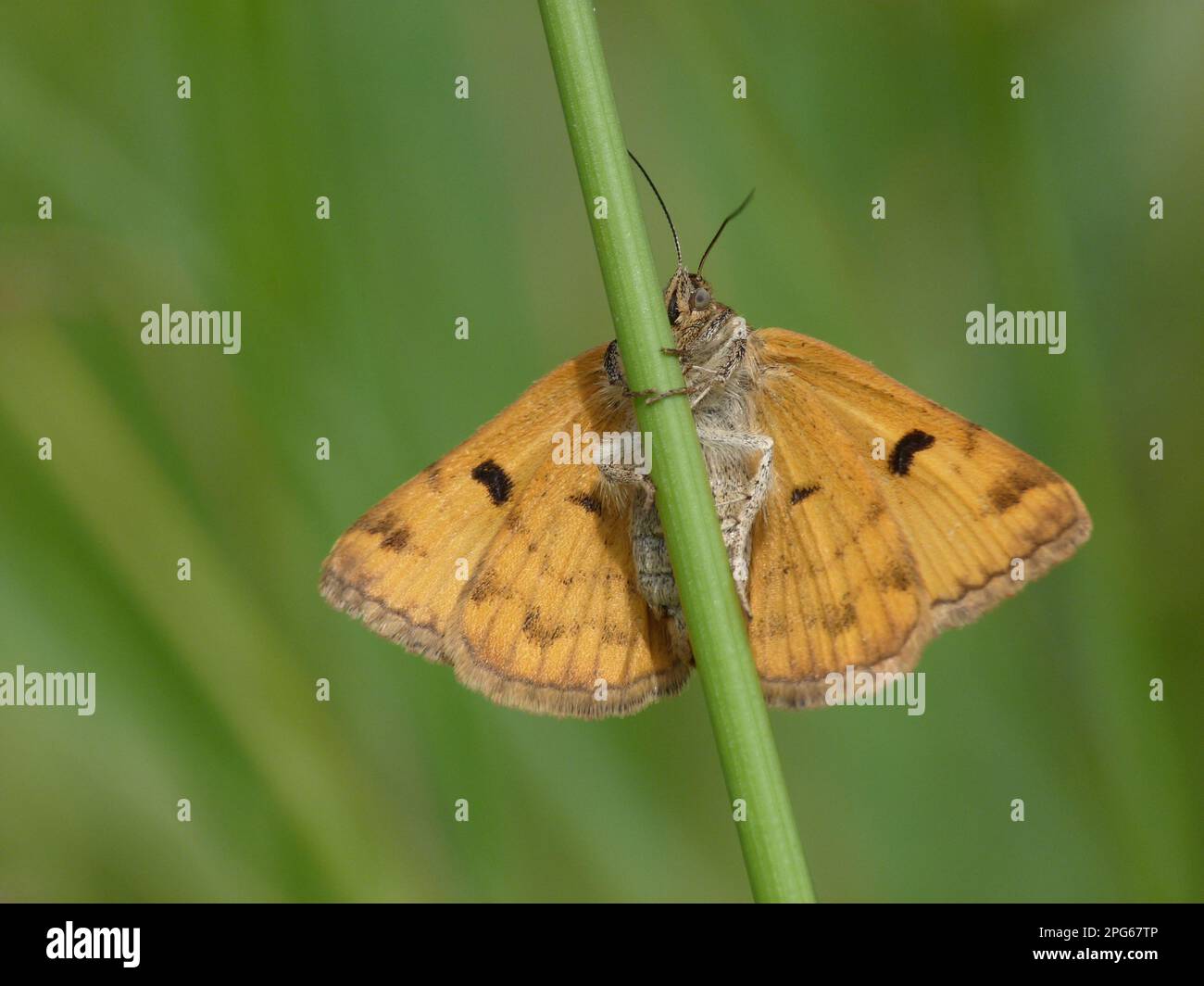 Burnet Begleiter, braune Tageseule, Insekten, Motten, Schmetterlinge, Tiere, andere Tiere, Burnet Companion Moth (Euclidia glyphica), weiblich Stockfoto