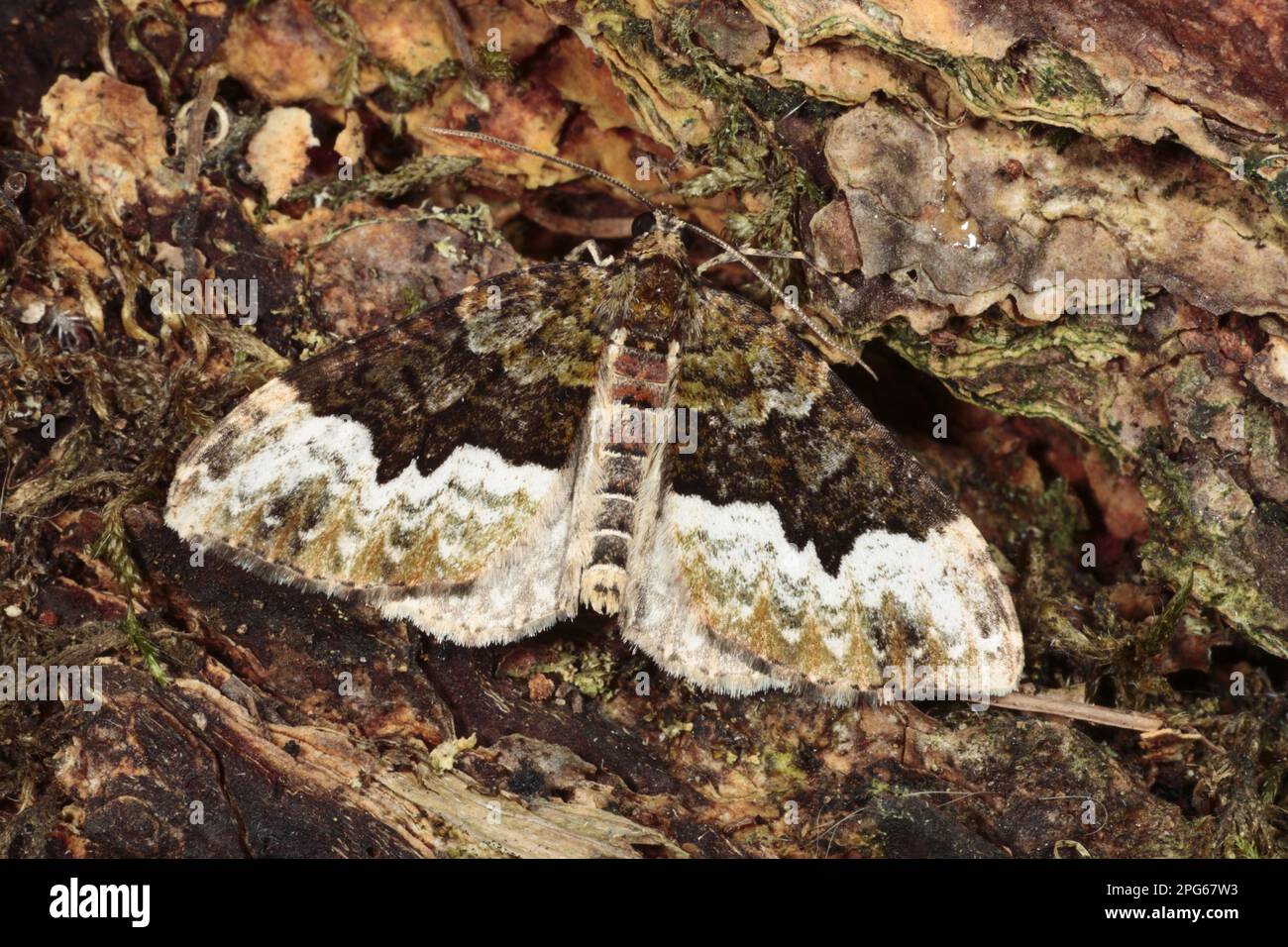 Getarnter Teppich (Euphyia biangulata), Erwachsene, auf Rinde ruhend, Powys, Wales, Vereinigtes Königreich Stockfoto