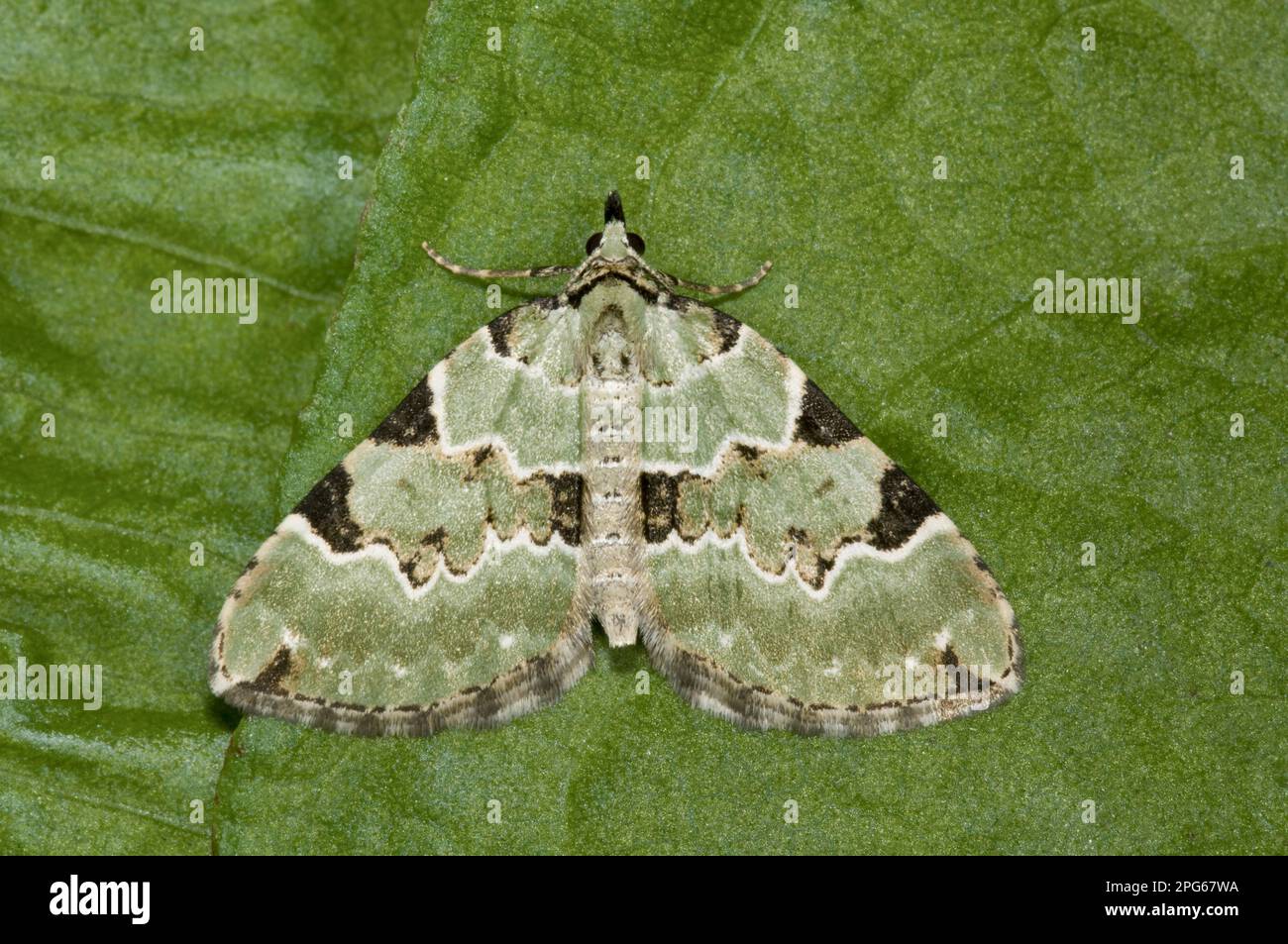 Grüner Teppich (Colostygia pectinataria), Erwachsener, auf Blättern ruhend, Powys, Wales, Vereinigtes Königreich Stockfoto Grüner Teppich (Colostygia pectinataria), Erwachsener, auf Blättern ruhend, Powys, Wales, Vereinigtes Königreich Stockfoto