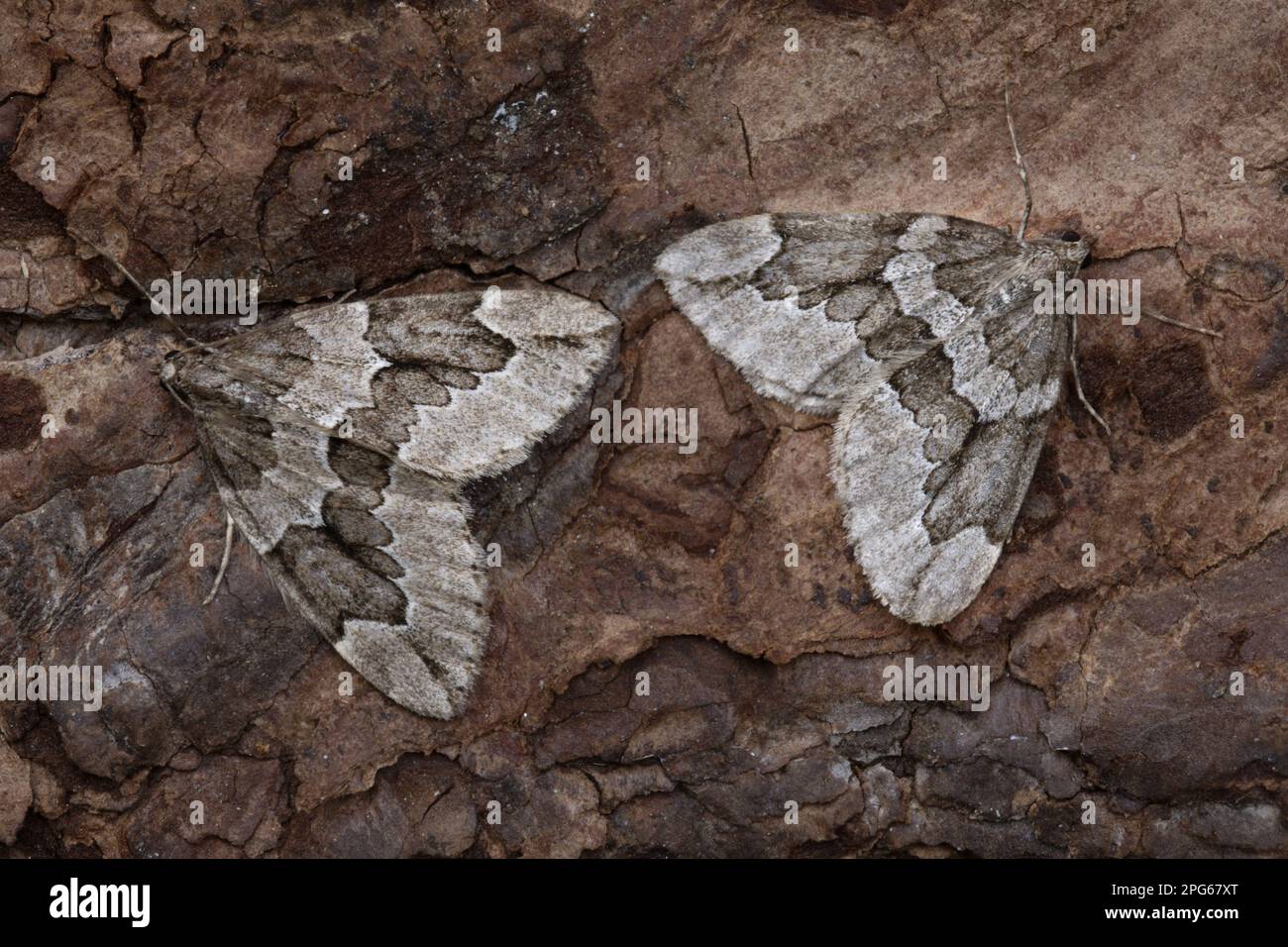 Juniper Carpet (Thera juniperata) Moth Two adults, rusting on Leyland Cypress (Cupressocyparis leylandii) Bark, Leicestershire, England, United Stockfoto