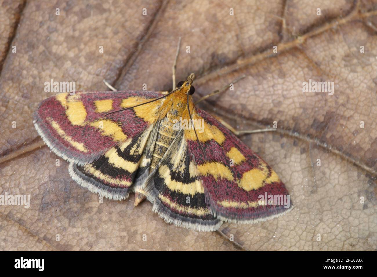 Purpurborer (Pyrausta purpuralis), Purpurborer, Insekten, Motten, Schmetterlinge, Tiere, andere Tiere, Purpur- und Goldmotten-Erwachsene, ruhen sich aus Stockfoto