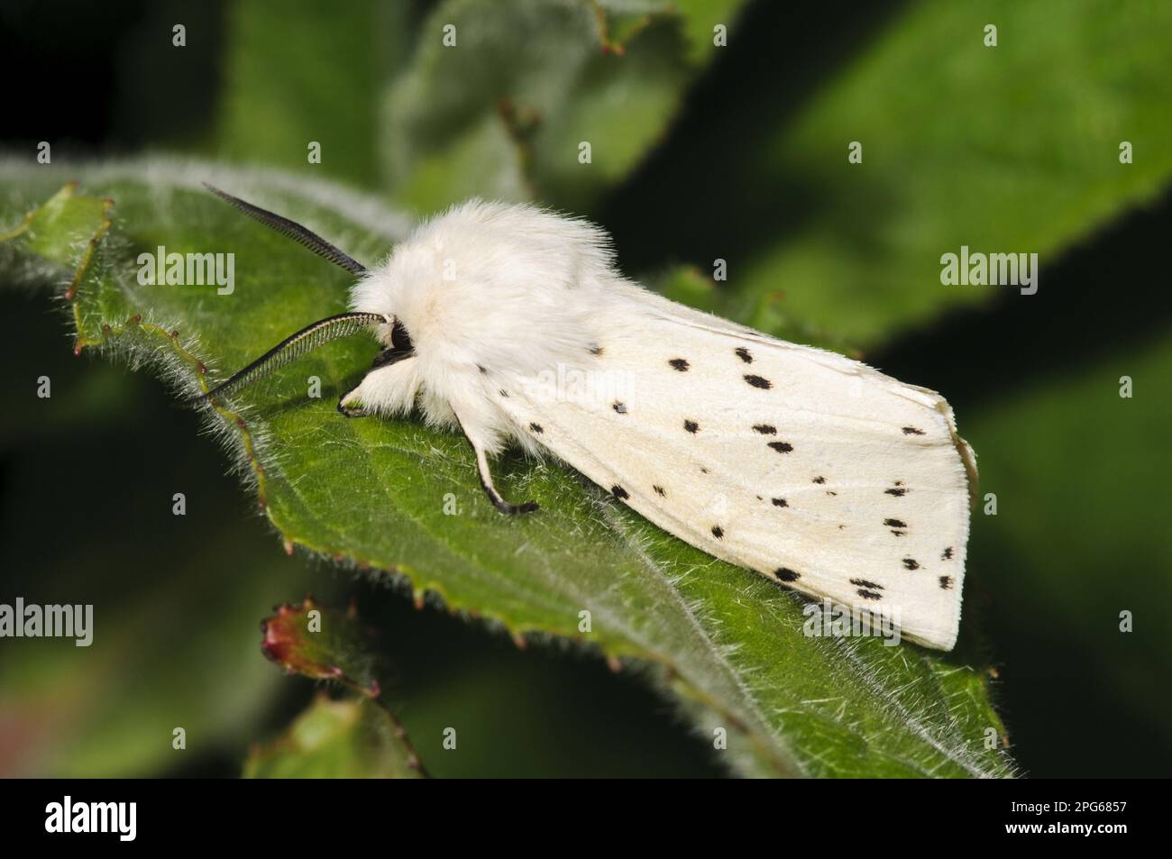 Weißer Ermin (Spilosoma Gleitmittel), männlich, auf Blatt ruhend, Priory Water Nature Reserve, Leicestershire, England, Vereinigtes Königreich Stockfoto