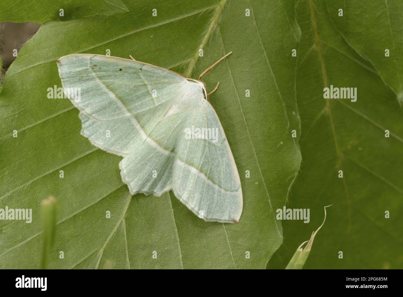 Grüne Moorland Heidenmotte, Steppe Heidenmotte Grüne Motte, Grünflügelmotte, Insekten, Motten (Geometridae), Schmetterlinge, Tiere, andere Tiere, kleines Gras Stockfoto