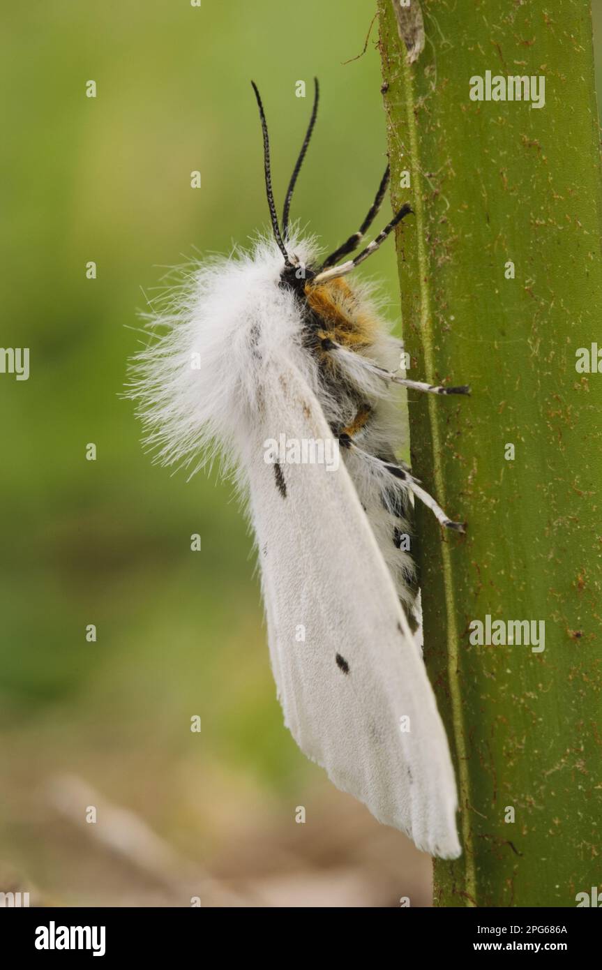 Weißes Ermin (Spilosoma Gleitmittel), Erwachsene, Klammern an Stamm, Skomer Island, Pembrokeshire, Wales, Vereinigtes Königreich Stockfoto