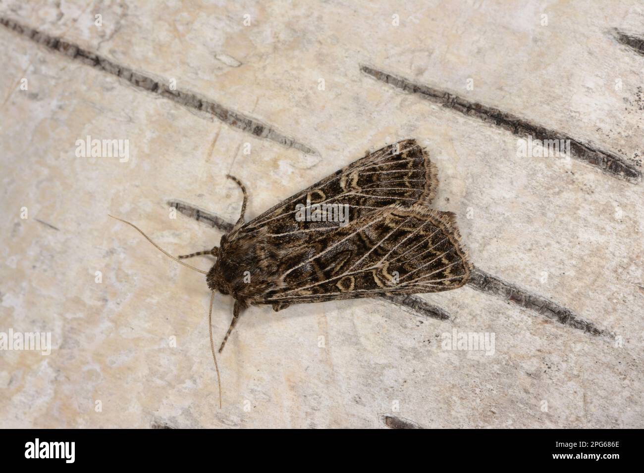 Gothic (Motte) (Naenia typica), Burrowing-Eule, Burrowing-Eulen, Insekten, Motten (Noctuidae), Schmetterlinge, Tiere, andere Tiere, gemeine Gotik, Erwachsene Stockfoto