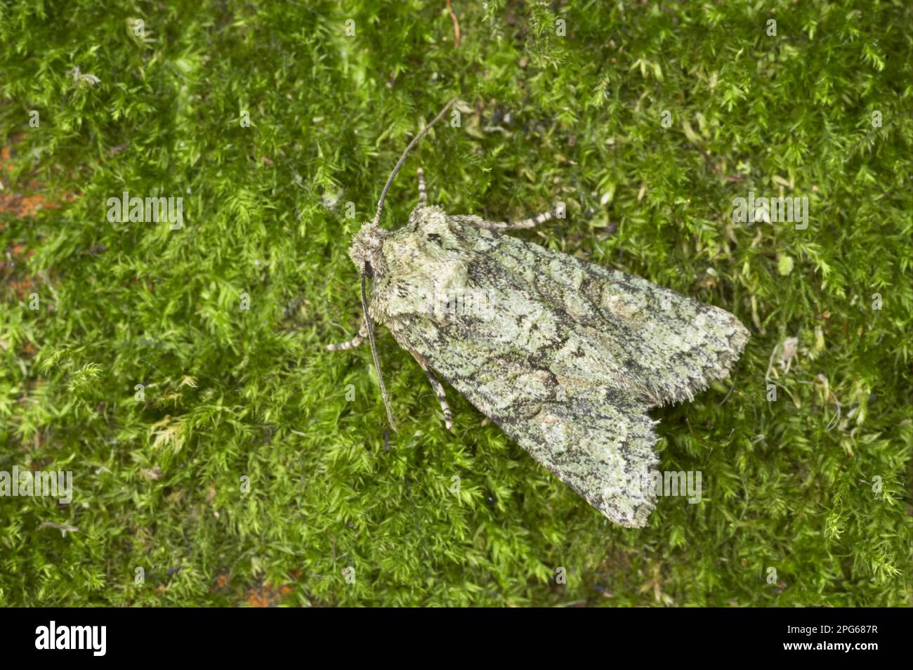 Brindled Green (Dryobotodes eremita), Erwachsener, ruhend auf Moos, Essex, England, Vereinigtes Königreich Stockfoto