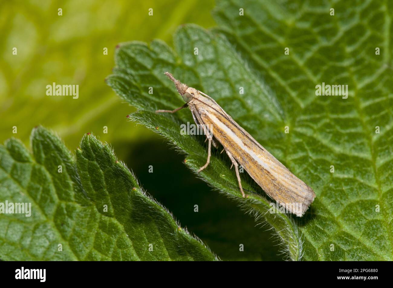 Gemeine Grasfurnier (Agriphila tristella), Insekten, Motten, Schmetterlinge, Tiere, Andere Tiere, gemeine Grasfurnier, ausgewachsen, ruht auf Blatt im Garten Stockfoto