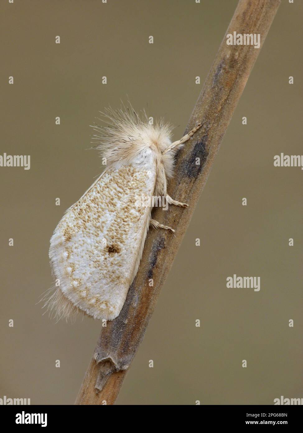 Notodontidae, Insekten, Motten, Schmetterlinge, Tiere, Andere Tiere, Weiße Epicoma-Motte (Epicoma argentata), männlich ausgewachsener Mann, auf Eukalyptusstäbchen Stockfoto