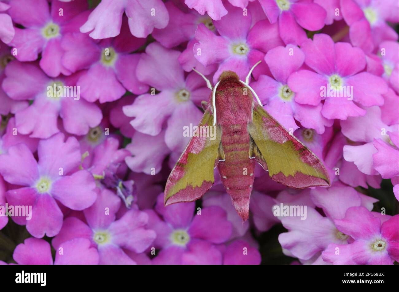 Kleine Elefantenhawk-Motte (Deilephila porcellus), kleine Rebhawkmoth, Hawkmoth, Insekten, Motten, Schmetterlinge, Tiere, andere Tiere, kleiner Elefant Stockfoto