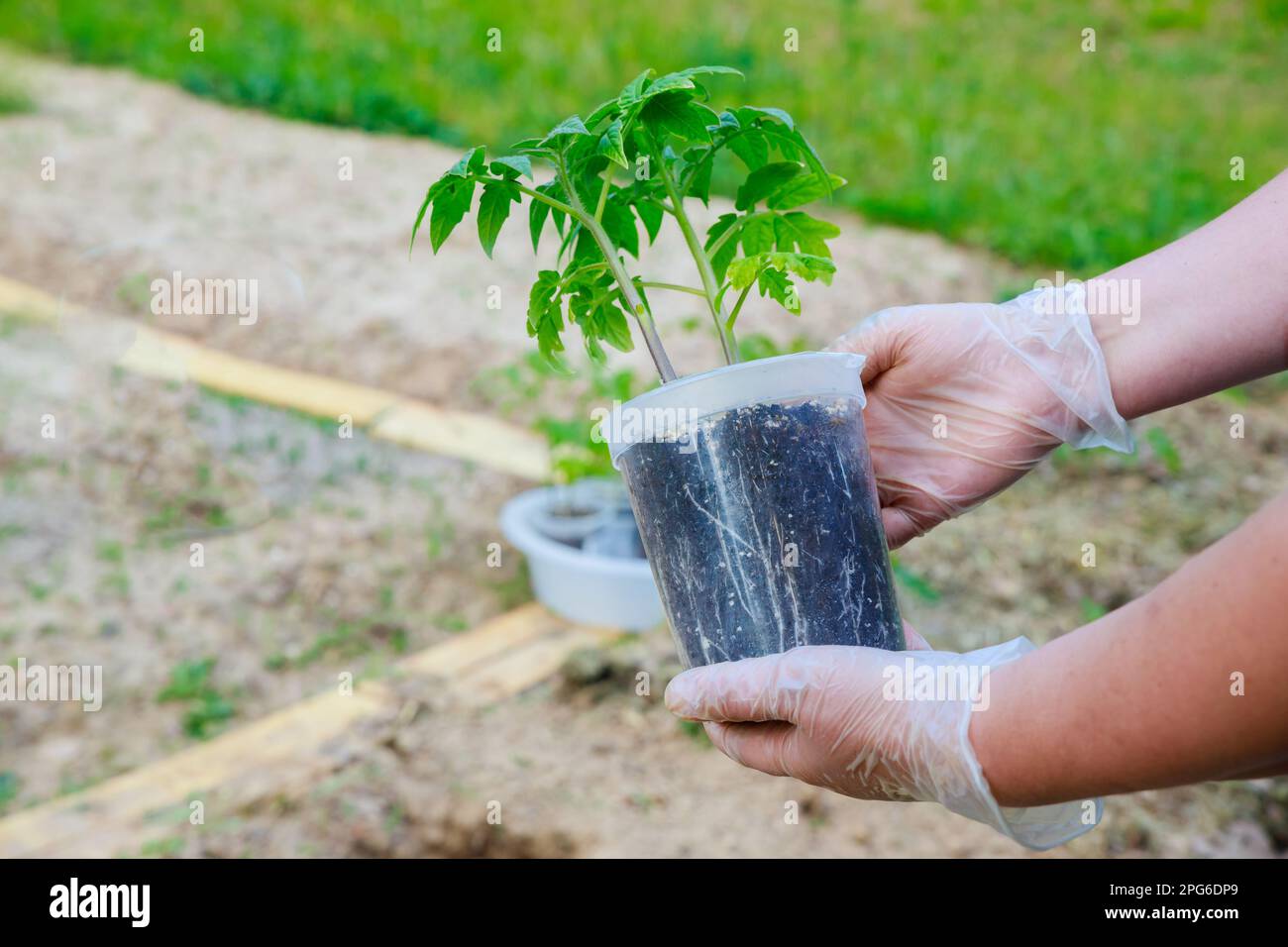 Tomatenpflanzen sollten beim Anpflanzen ein gut entwickeltes Wurzelsystem aufweisen. Stockfoto