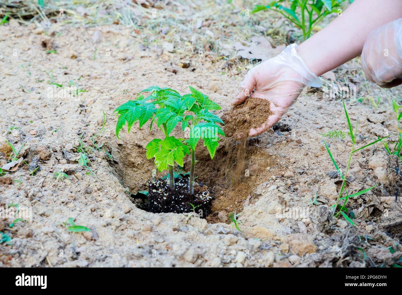 Setzlinge von im Boden gepflanzten Tomaten. Stockfoto