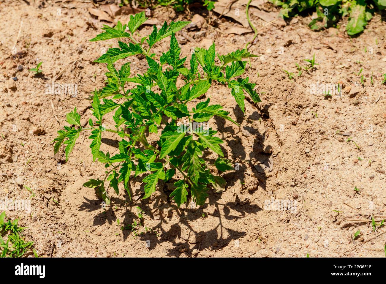 Setzlinge von süßem Paprika werden in den Boden gepflanzt. Stockfoto