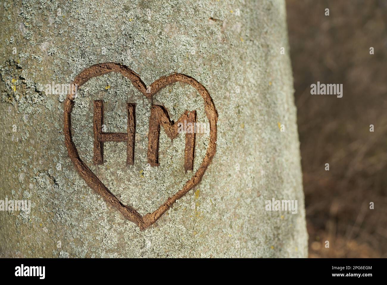 Initialen unbekannter Liebhaber in der Rinde eines Baumes Stockfoto