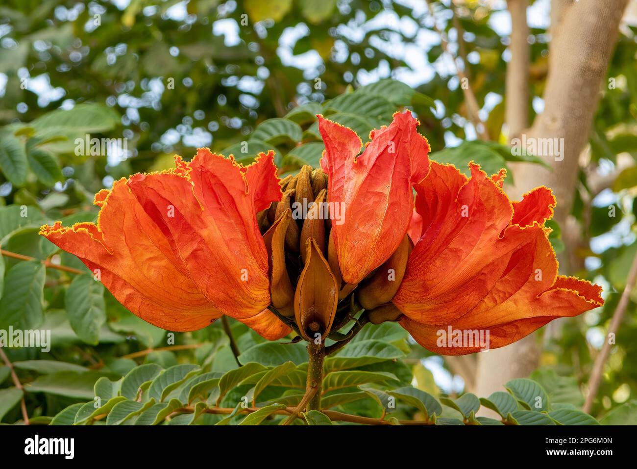 Spathodea campanulata, African Tulip Tree Stockfoto