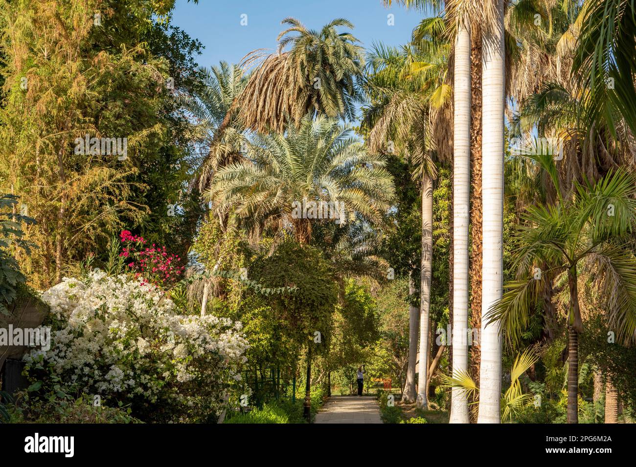 Botanischer Garten Assuan, Assuan, Ägypten Stockfoto