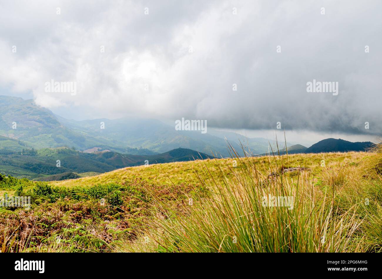Neblige Berge von Munnar, Kerala, Indien Stockfoto